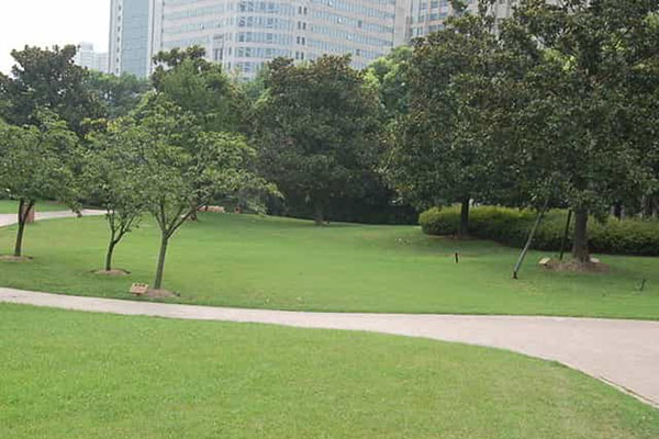 綠化養(yǎng)護(hù)如何成功移植植物？